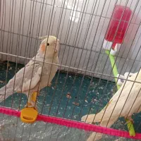عروس هلندی دستی