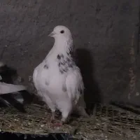 کفتر