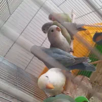 جوجه کوتوله دستی