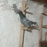 کبوتر دونه ی100تمن سپیدان