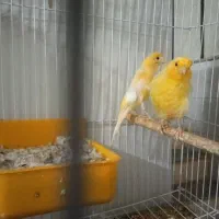 قناری نرفر قناری شور گلبسرفنچ معاوضه با جوجه طوطی