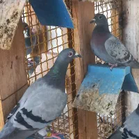 پلاکی|پرنده|چغادک, |دیوار