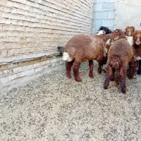 بره گوسفند نر ۵ عدد   دونه ای۱۷تومن