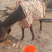 اسب مادیان با کره ماده به فروش میرسد