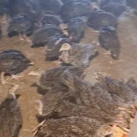 یکنفر نیروی کار تمام وقت نیازمندم