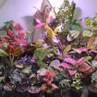 آکواریوم مخصوص پرورش گیاه