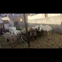 بره نر
