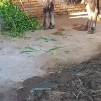 فروش گاومیش  زاییده