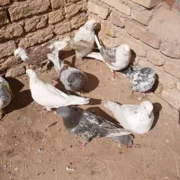 کبوتر|پرنده|بروجن, |دیوار