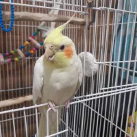 عروس هلندی نر|پرنده|کرج, حیدرآباد|دیوار