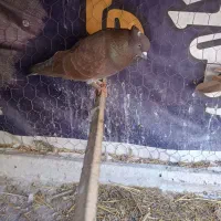 چهار عدد سرخ