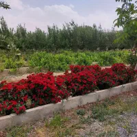 باغ-ده-هزارمتری