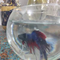 ماهی فایتر|ماهی|مشهد, شهید مطهری|دیوار