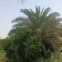 باغچه درخت دار برقدار در دزفول|فروش زمین و ملک کلنگی|اهواز, گلستان|دیوار
