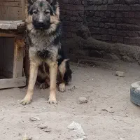 ژرمن شپرد مو بلند