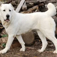 قفقازی وارداتی سرابی آلابای|سگ|کوهسار (البرز), |دیوار