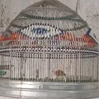 فروش قفس طرقه دست باف