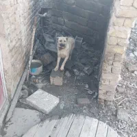 سگ سرابی|سگ|شیراز, باباکوهی|دیوار