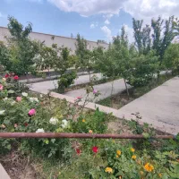 (ویلا باغ ۲۰ ساله متری ۸ ) فرصت خرید برای چند روز|فروش خانه و ویلا|محمدشهر, محمدشهر|دیوار