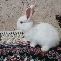 خرگوش|موش و خرگوش|فسا, |دیوار