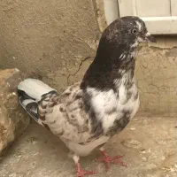 کفتر|پرنده|قم, سعادتی|دیوار