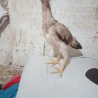 سلام ۳ عدد جوجه اوشامو|حیوانات مزرعه|طرقبه, |دیوار