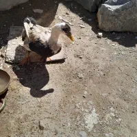 اردک ماده تخم گذار