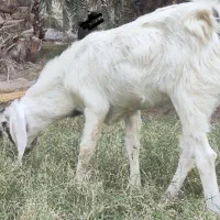 دوتا‌تروشت‌فروشی|حیوانات مزرعه|ایرانشهر, |دیوار