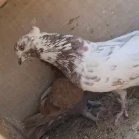 دو جفت مایی کفتر برای معاوضه|پرنده|ری, شهید بهشتی|دیوار