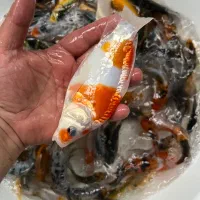 شراکت و همکاری با پرورش دهندگان ماهی کوی