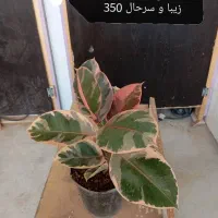 گیاه آپارتمانی دیفن و غیره|گل و گیاه طبیعی|وحدتیه, |دیوار