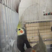 عروس هلندی جفت