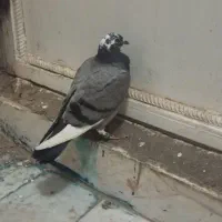 جوجه ابلغ نر|پرنده|زاهدان, |دیوار