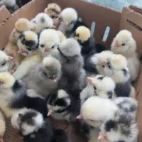 جوجه مرغ و خروس کاکلی گردن لخت گلین محلی