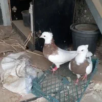 کفتر طوقی معاوزه فروشی نیست