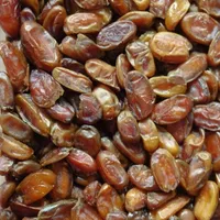 ح ر اج خرمای بدون هسته تخفیف ویژه