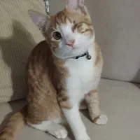 واگذاری گربه نر