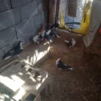 کفتر عالی در روستای صدخرو