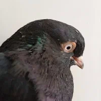 یال، اشعل، سیاه|پرنده|بندر ماهشهر, |دیوار