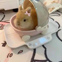 چشم آهویی مینیاتوری مینی لوپ فانتزی ریزه|موش و خرگوش|اصفهان, نقش جهان|دیوار