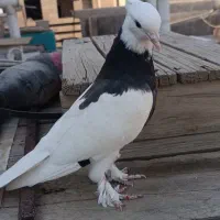 پرنده