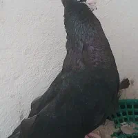 صرب|پرنده|تهران, جیحون|دیوار