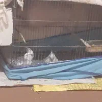 عروس ایزابلا|پرنده|خان ببین, |دیوار