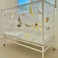 طراحی و ساخت انواع قفس کاسکو.طوطی.ملنگو.عروس.هلندی