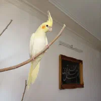 عروس هلندی ماده زعفرانی|پرنده|اصفهان, ارغوانیه|دیوار