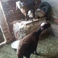 فروش بزغاله نه نه بالا دو دندان و گوسفند ماده