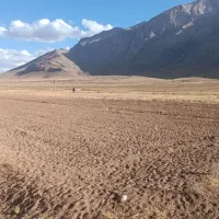 اجاره زمین کشاورزی موسیری|اجارهٔ دفتر صنعتی، کشاورزی، تجاری|داران, |دیوار