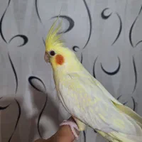 عروس هلندی ماده با قفس