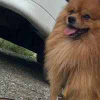 پامر عروسکی سایز ریز|سگ|امیرکلا, |دیوار