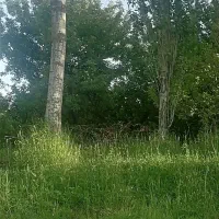 درخت قلمه تبریزی|گل و گیاه طبیعی|صومای برادوست, |دیوار